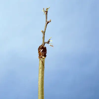 greffage bonsaï10