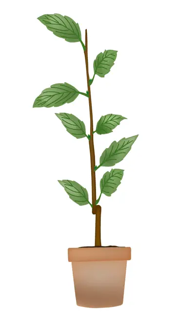 greffage bonsaï3