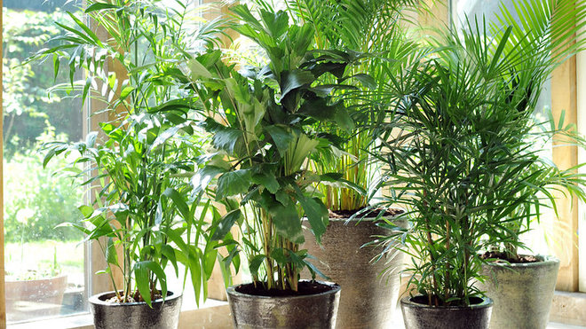 plante intérieure2