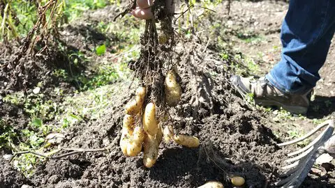 planter pomme de terre (2)