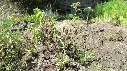 planter pomme de terre