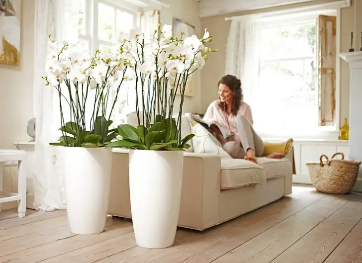 Comment choisir les meilleurs pots pour vos orchidées