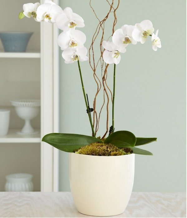 pot orchidée11