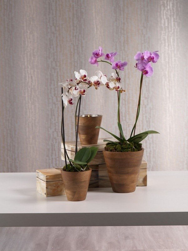 pot orchidée2