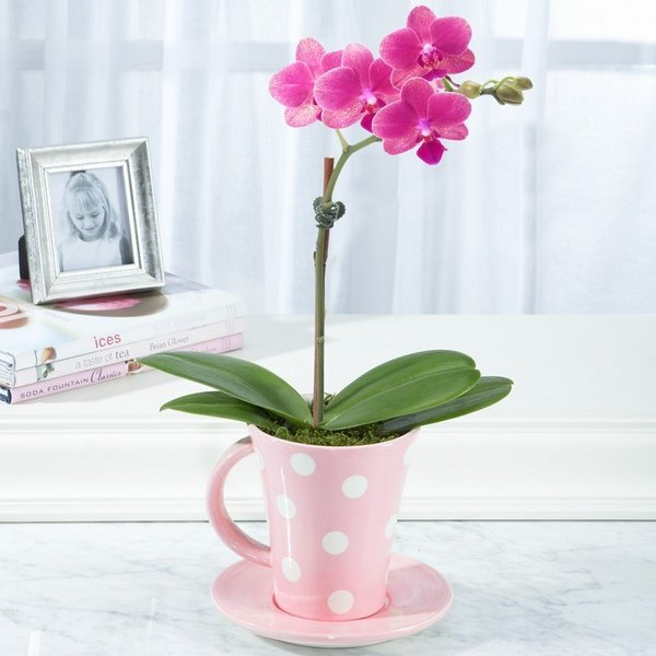 pot orchidée4