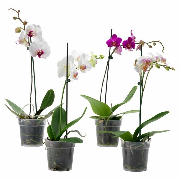 pot orchidée5