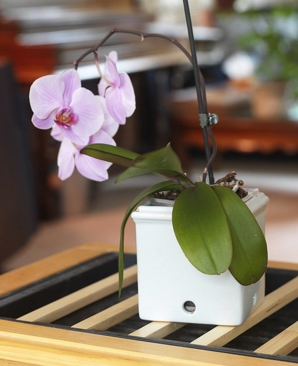 pot orchidée8
