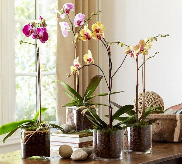 pot orchidée9